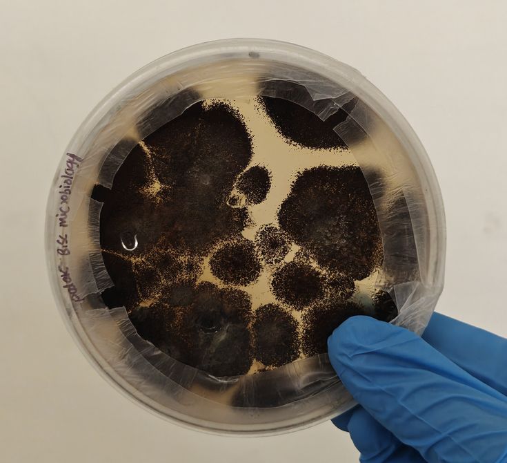 Las mejores bacterias de tu vida